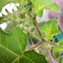Solanum myriacanthum