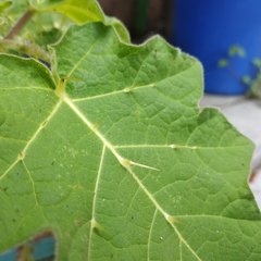 Solanum myriacanthum