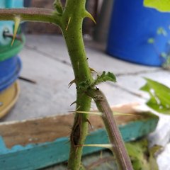 Solanum myriacanthum