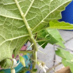 Solanum myriacanthum