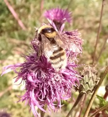 Bombus subterraneus