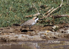 Charadrius alticola