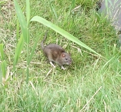 Rattus norvegicus