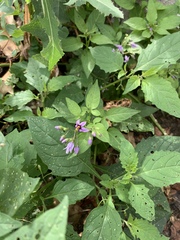 Solanum dulcamara