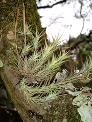 Tillandsia tricholepis