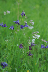 Aquilegia atrata