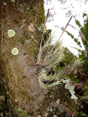 Tillandsia tricholepis