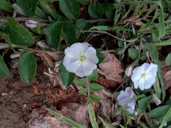 Evolvulus rotundifolius