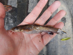 Pylodictis olivaris