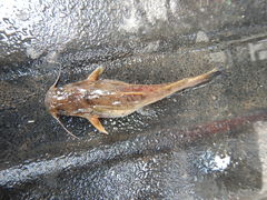 Pylodictis olivaris