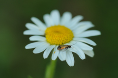 Adelidae
