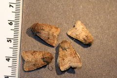 Protorthodes oviduca