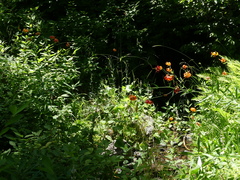 Lilium pardalinum vollmeri
