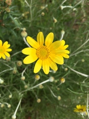 Eriophyllum lanatum integrifolium