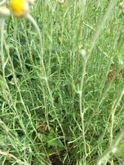Eriophyllum lanatum integrifolium