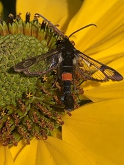 Synanthedon myopaeformis