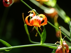 Lilium pardalinum vollmeri