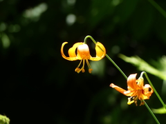 Lilium pardalinum vollmeri