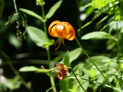 Lilium pardalinum vollmeri