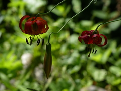 Lilium pardalinum vollmeri