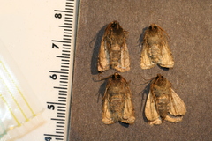 Protorthodes oviduca