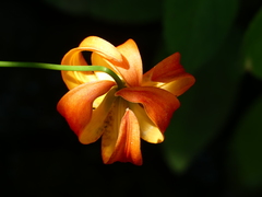 Lilium pardalinum vollmeri