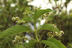 Lippia hirsuta