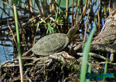 Emys orbicularis persica