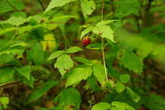 Rubus idaeus