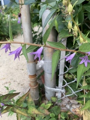 Campanula