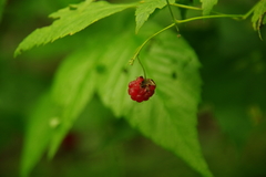 Rubus idaeus