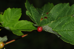 Pediaspis aceris