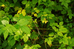 Rubus idaeus