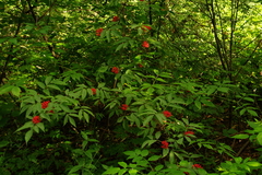 Sambucus racemosa