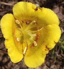 Calochortus luteus