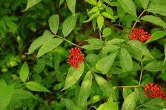 Sambucus racemosa