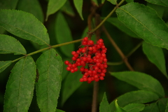 Sambucus racemosa