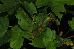 Pediaspis aceris