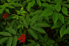 Sambucus racemosa