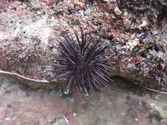 Echinometra vanbrunti