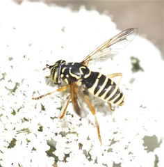 Spilomyia saltuum