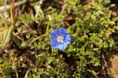 Evolvulus bogotensis