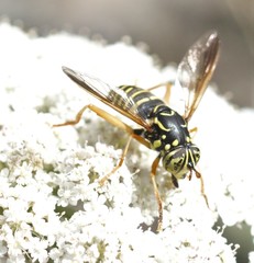 Spilomyia saltuum