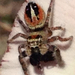 Phidippus coccineus - Photo (c) Liam O'Brien, some rights reserved (CC BY-NC), uploaded by Liam O'Brien