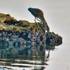 Butorides striata