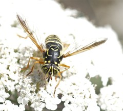 Spilomyia saltuum