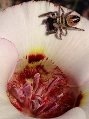 Phidippus californicus