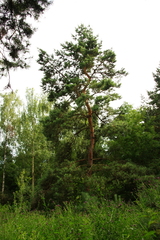 Pinus sylvestris