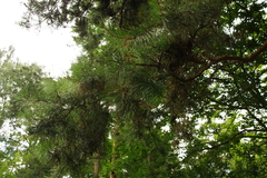 Pinus sylvestris