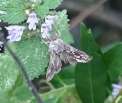 Autographa gamma
